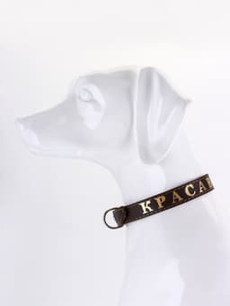 Ошейник «Красавчик», 60×2.5 см, однослойный, тиснение фольгой, кожа, цвет МИКС