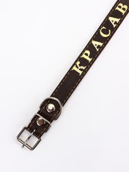 Ошейник «Красавчик», 60×2.5 см, однослойный, тиснение фольгой, кожа, цвет МИКС
