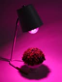 Фитолампа для растений VKL Electric, A65, 10 Вт, E27, IP20, красно-синий спектр