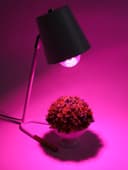 Фитолампа для растений VKL Electric, A65, 15 Вт, E27, IP20, красно-синий спектр