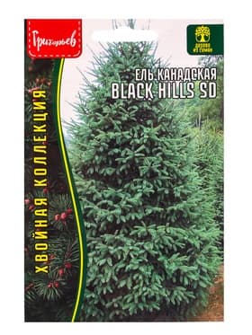 Семена Ель канадская Black Hills SD, 10 шт., «Григорьев»
