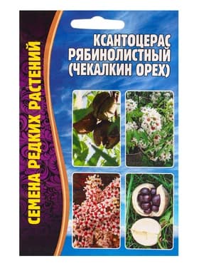 Семена Ксантоцерас «Рябинолистный», «Чекалкин орех», 2 шт., «Григорьев»
