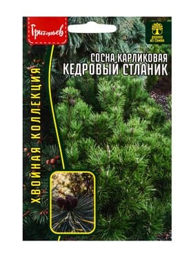 Семена Сосна карликовая «Кедровый Стлани», 5 шт., «Григорьев»