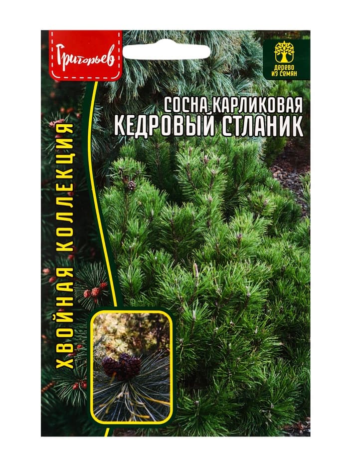 Семена Сосна карликовая «Кедровый Стлани», 5 шт., «Григорьев»