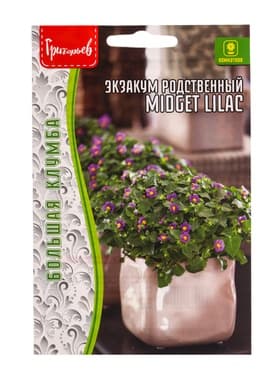 Семена Экзакум родственный Midget Lilac, 10 шт., «Григорьев»