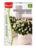 Семена Экзакум родственный Midget White, 10 шт., «Григорьев»
