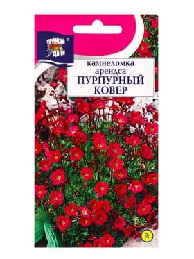 Семена цветов Камнеломка Пурпурный ковёр 0,01 г.