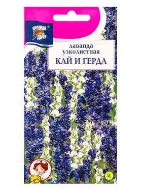 Семена цветов Лаванда КАЙ и ГЕРДА 5 шт.