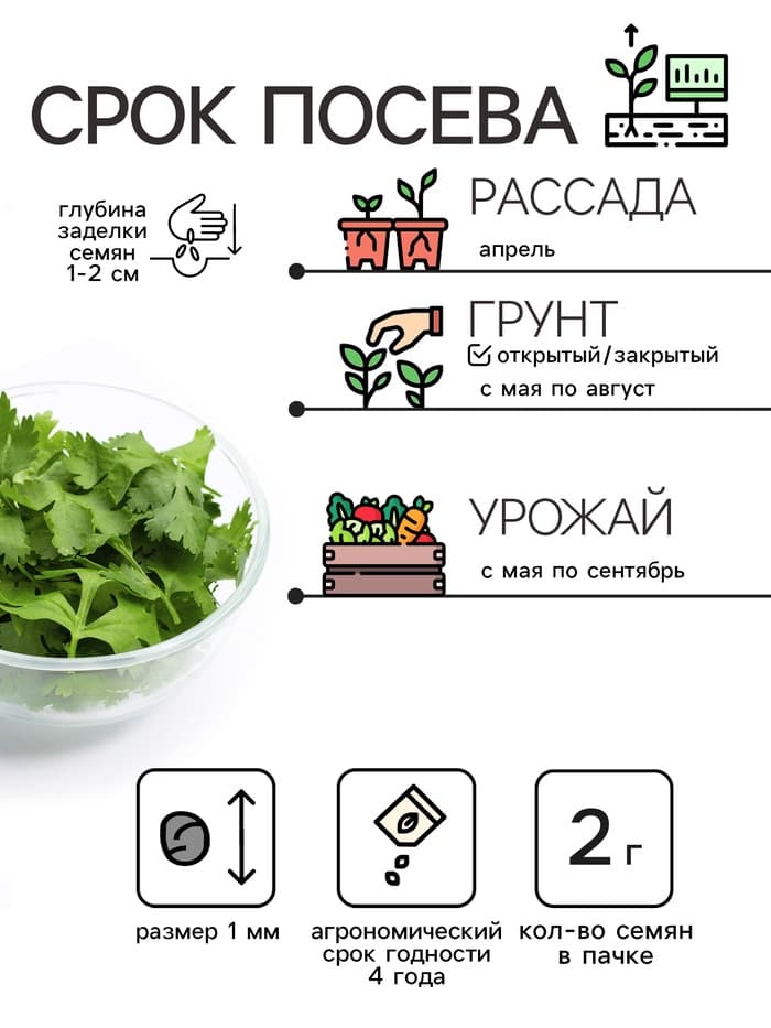 Семена Кориандр - кинза «Кин-Дза-Дза», 2 г, «Рецепты дедушки Никиты»