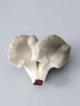 Муляж «Грибы вешенки», 14×10.5 см, бело-серый