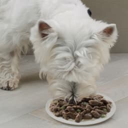 Влажный корм Cesar для собак, ягненок с овощами в соусе, пауч, 85 г